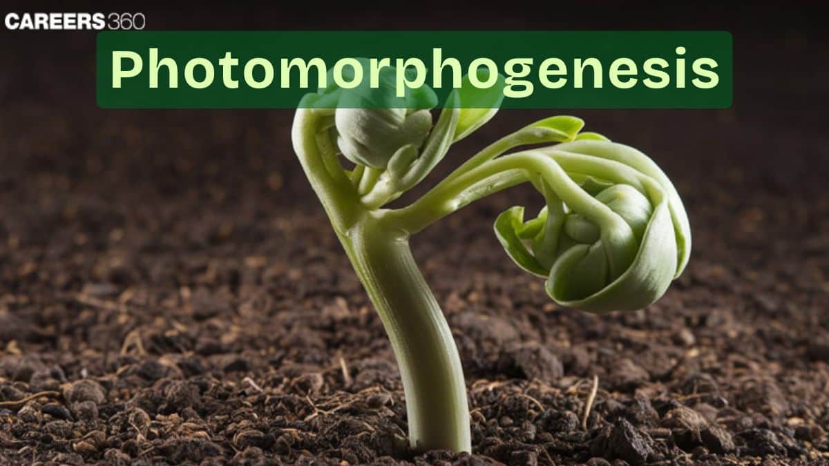 Photomorphogenesis – Definition, Meaning, Stages, Importance, Facts
